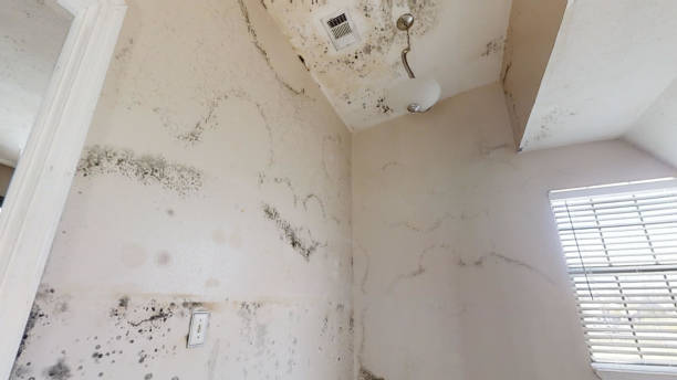 Best Mold Damage Restoration  in USA